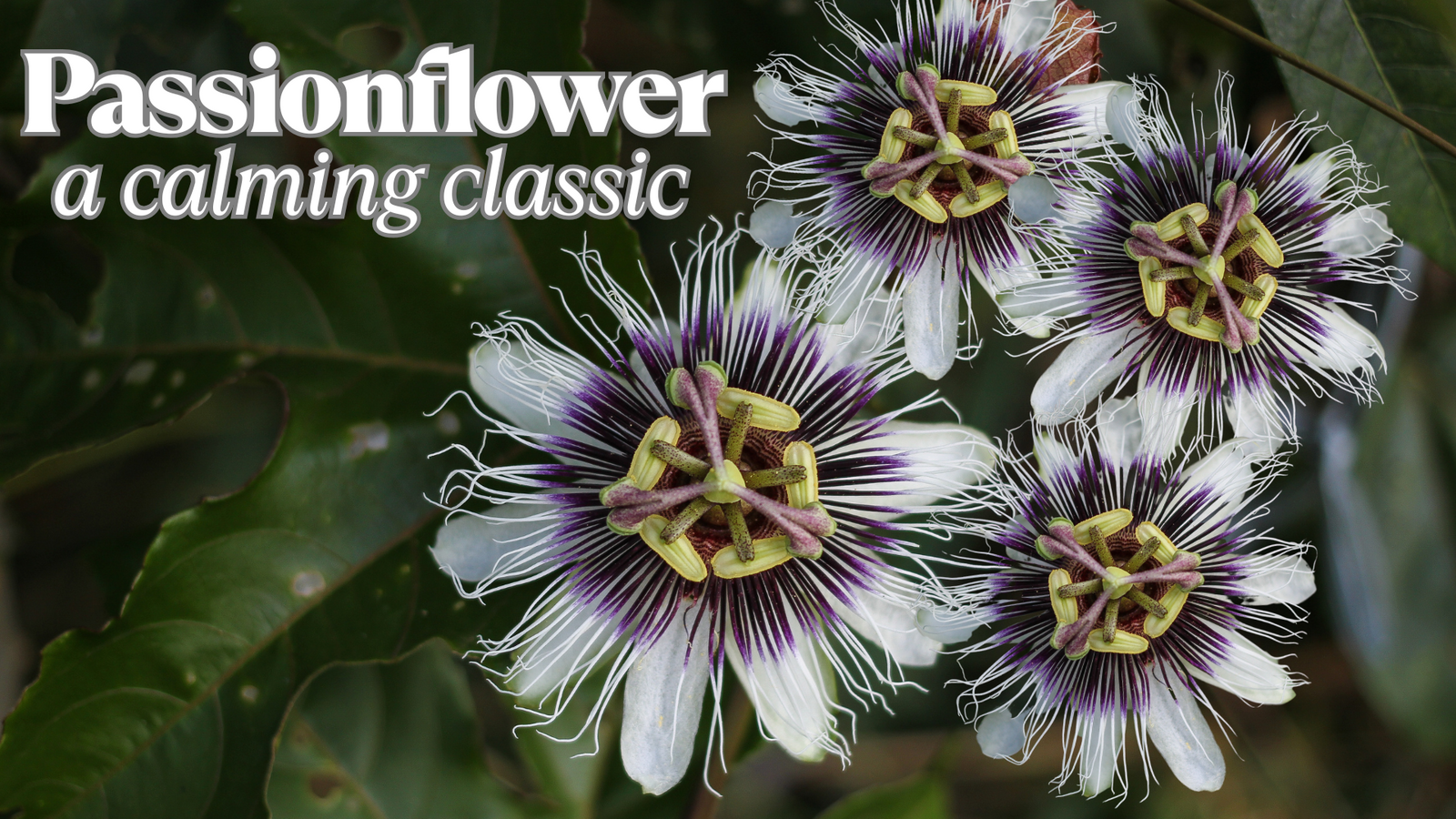 A Calming Classic: Celebrating Passionflower on National Herbs & Spices Day