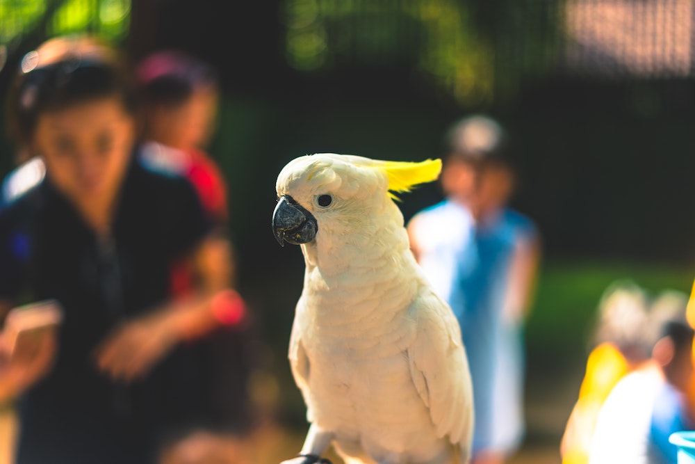 Plan A Trip To The Zoo With A Child With Behavioral Issues